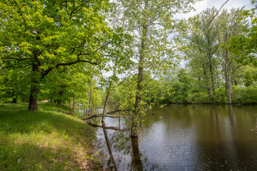 Obraz premium spring floods, spilled forest lake