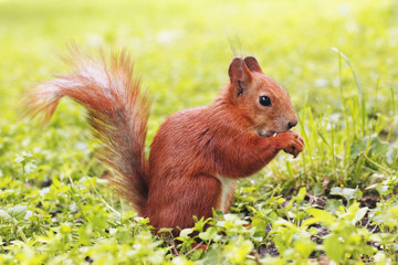 Sciurus. Rodent. The squirrel sits on the grass and eats. Beautiful red squirrel in the park