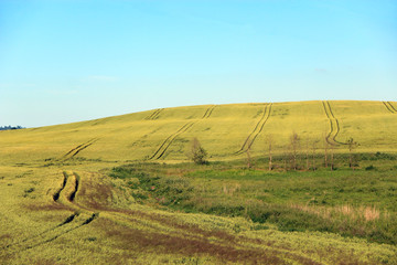 Summer landscape with field blue sky and road. Rural panorama.