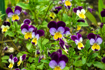 Beautiful spring pansy flowers (violet, viola tricolor, heartsease), flowerbed with blooming flowers and green leaves. Flower face with purple, white and yellow petals.