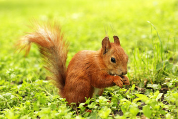 Sciurus. Rodent. The squirrel sits on the grass and eats. Beautiful red squirrel in the park