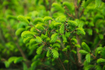 Saplings coniferous trees in pots in plant nursery