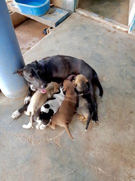 The four puppies sucked the mother's milk with hunger.
One mother dog Often have many children And when the puppies are hungry Will be as the picture