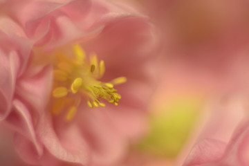 Fototapeta na wymiar Beautiful delicate pink flowers of Aquilegia vulgaris macro on a blurred background