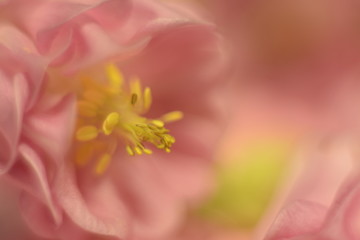 Beautiful delicate pink flowers of Aquilegia vulgaris macro on a blurred background