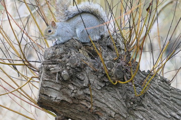 Cute fluffy squirrel on tree in a park in autumn