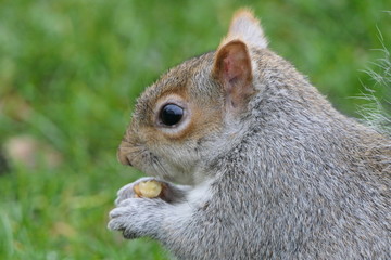 Portrait of a very cute adorable squirrel eating a nut before a grassy background