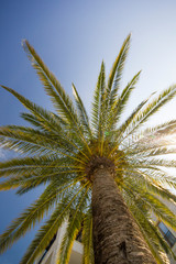A large palm tree against a Sunny blue sky. View of the crown from bottom to top