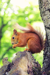 Sciurus. Rodent. The squirrel sits on a tree and eats. Beautiful red squirrel in the park