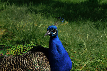 Obraz premium Peacock walks on green spring grass at zoo
