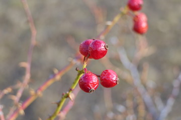 Closeup frozen red berries or rowan berries on a branch in autumn with a blurred background