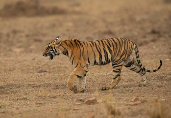 Tiger walking in the open ground at Tadoba Andhari Tiger Reserve, India
