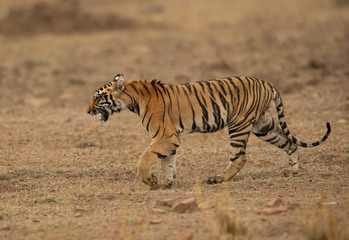 Fototapeta na wymiar Tiger walking in the open ground at Tadoba Andhari Tiger Reserve, India