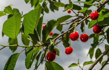 Red ripe cherries in the treetops 