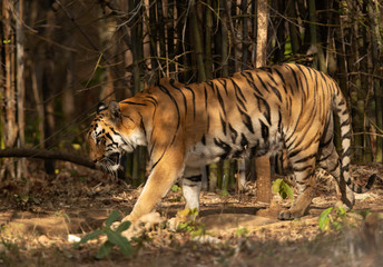 Tiger coming out from bamboo forest at Tadoba Andhari Tiger Reserve, India