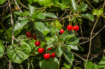 Red ripe cherries in the treetops 