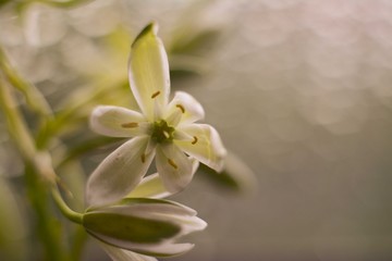 Fototapeta na wymiar Small isolated white ornithogalum flower in the background of a window after rain