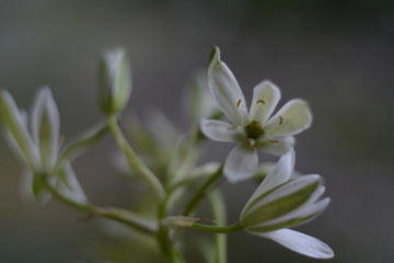 Small white ornithogalum flowers on a gray background