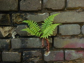 fern sprouted through the brick wall