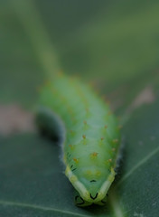 Macro photography of a green caterpillar walking on a leaf.