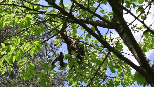 Bienenschwarm versammelt sich im Kirschbaum, um ein neues Bienenvolk zu bilden