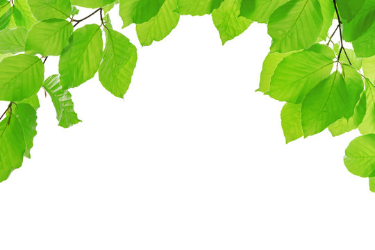 Spring eco friendly template - vivid green branches of beech tree isolated on a white background with copy space