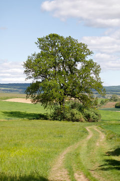 Eine kr&auml;ftige Eiche in der Kulturlandschaft des Weinviertels, Nieder&ouml;sterreich