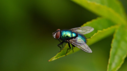 Metalic fly