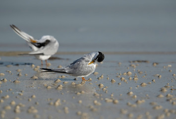 Saunders terns preening at Busaiteen coast, Bahrain