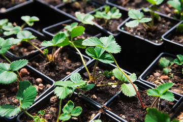 Saplings strawberry in pots in plant nursery