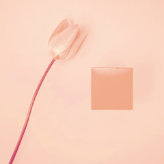 Tulip and box with a gift on a pink background. Gentle colors. Minimalism, Delicate pink toning