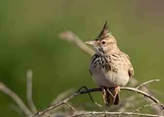 A portrait  of a crested Lark at Buri farm, Bahrain