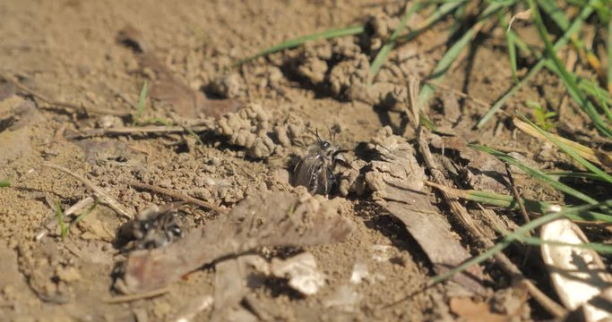 Une abeille solitaire qui sort de son nid 