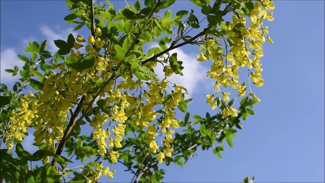 Gemeiner Goldregen, Laburnum anagyroides, Bl&uuml;ten vor blauem Himmel, wildwachsende B&uuml;sche f&uuml;r den Garten