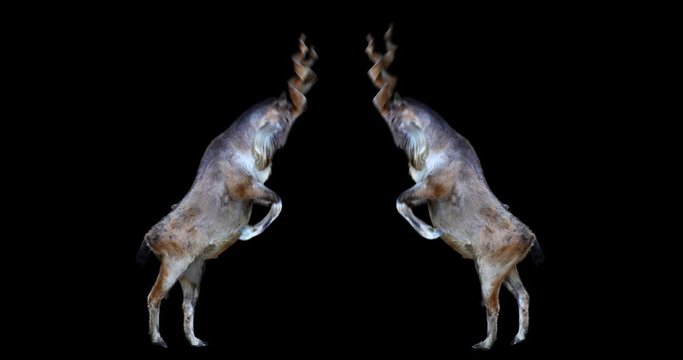 Isolated Markhor fighting. Battle of the wild goats. Isolated video including alpha channel allows to add background in post-production. Element for visual effects.