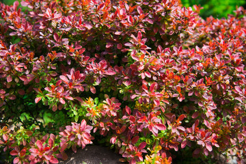 Saplings barberry shrubs in pots in plant nursery