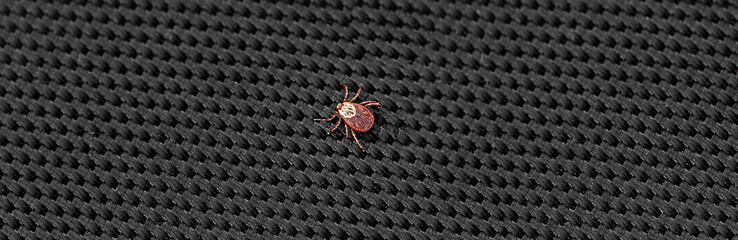 A dangerous parasite and infection carrier mite sitting on a black textured background close up. Tick encephalitis. Dangerous insect mite. Encephalitis, Lyme disease infection.