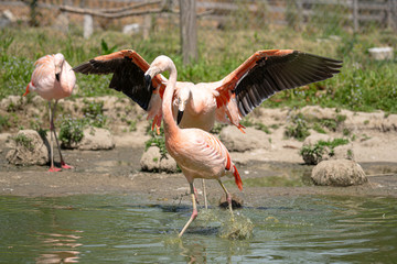 Flamingo attacking another flamingo from behind