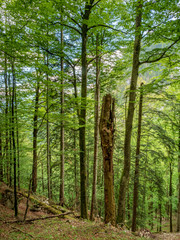 Fototapeta premium Green Bavarian Forest landscape during summer time in real untouched nature