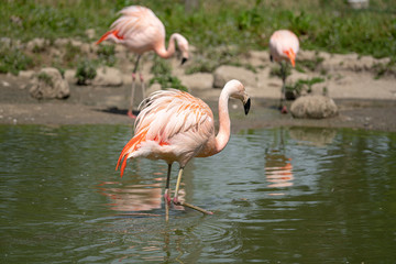 Flamingos in pond