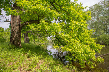 spring floods, spilled forest lake