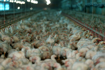 slaughter chicken farm