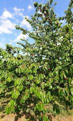 Fototapeta na wymiar cherry branches with many ripe red cherries