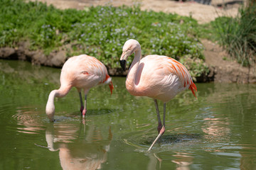 Flamingos walking through pond and feeding