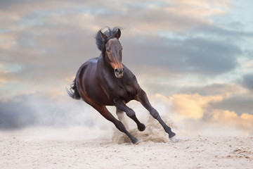 Bay stallion free run fast on desert dust