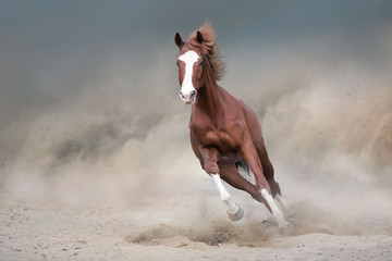 Beautiful red horse running on desert storm
