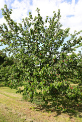 Fototapeta na wymiar cherry tree with plenty of cherries ready for harvest