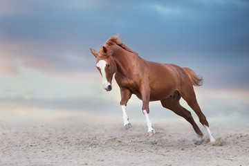Beautiful red horse running on desert storm