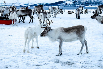 Beautiful wild reindeers in traditional Sami camp in northern Norway, Tromso