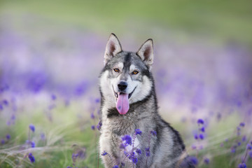 Beautiful husky portrait in salvia and feather fields